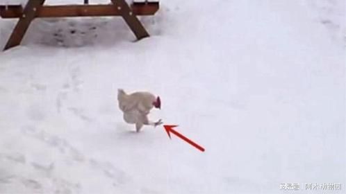 这只鸡第一次在雪地上走，下一秒千万忍住别笑，镜头拍下全过程！