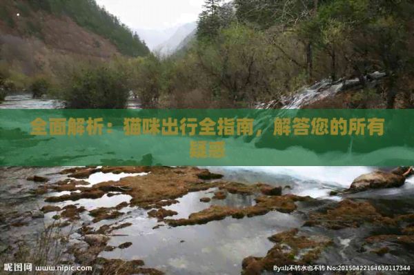 全面解析：猫咪出行全指南，解答您的所有疑惑
