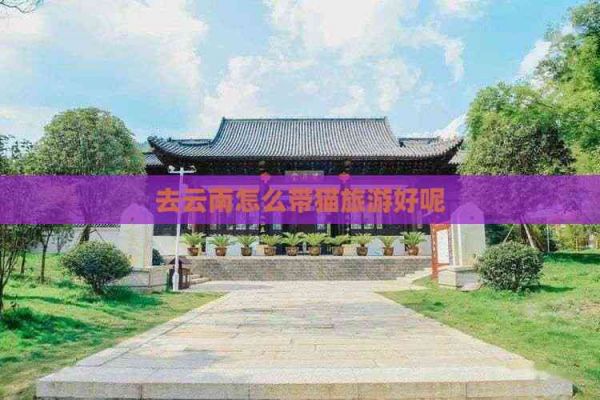 去云南怎么带猫旅游好呢