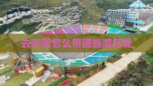 去云南怎么带猫旅游好呢