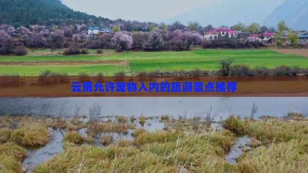 云南允许宠物入内的旅游景点推荐
