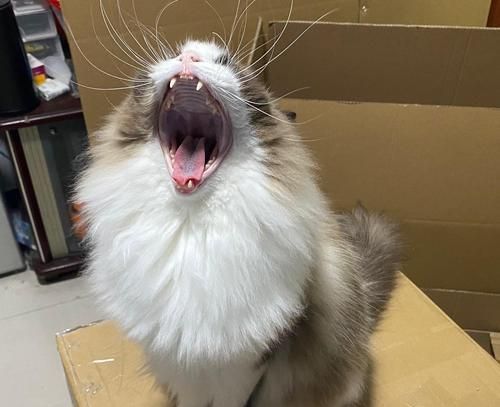 猫咪长途汽车旅行（为猫咪的旅行需准备什么？）