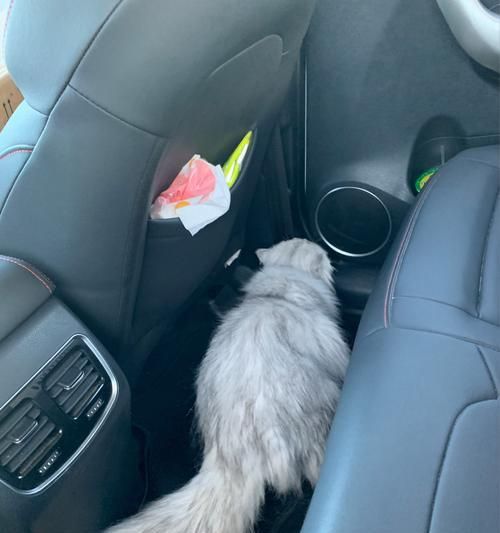 猫咪长途汽车旅行（为猫咪的旅行需准备什么？）