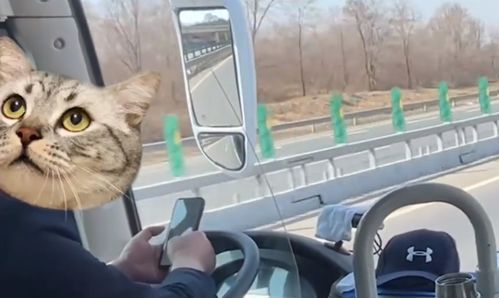 宠物猫乘客车须知