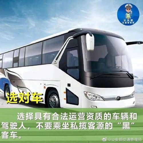 宠物长途汽车须知:了解乘车规定,安全带宠物出行。