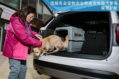 宠物长途汽车须知:了解乘车规定,安全带宠物出行。