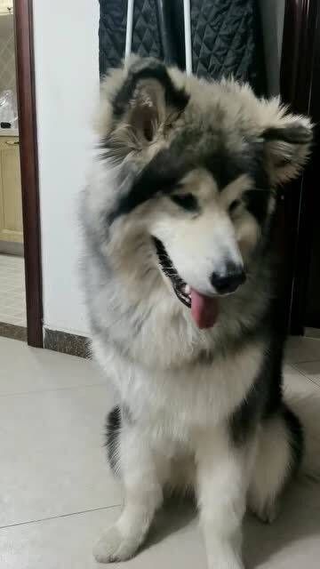 狗狗为什么只爱吃馒头，不爱吃肉呢？