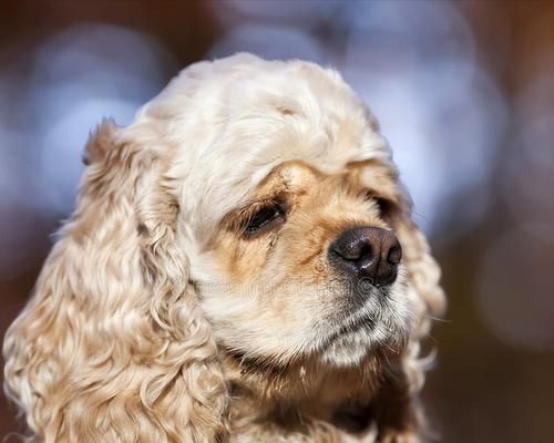 可卡犬的零食喜好及注意事项（了解可卡犬的口味偏好，为宠物选择最适合的零食）