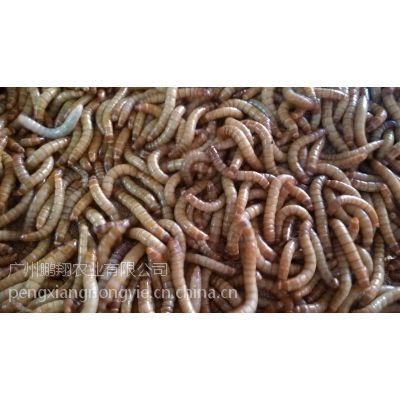 广东鹏翔养殖场直供面包虫 特种养殖动物饲料昆虫包成活