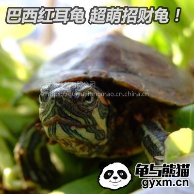龟与熊猫 巴西龟 观赏宠物龟 活体 招财龟 红耳龟 巴西彩龟