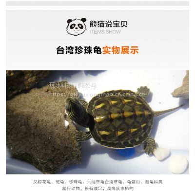 龟与熊猫 台湾珍珠龟 中华草龟 斑龟观赏宠物乌龟水族活体