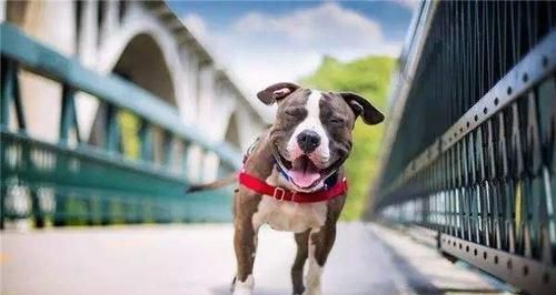 老年犬不宜过量运动（宠物健康生活需要注意的问题）
