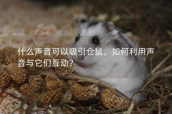 什么声音可以吸引仓鼠，如何利用声音与它们互动？