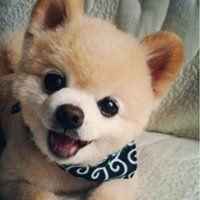 微信狗狗头像