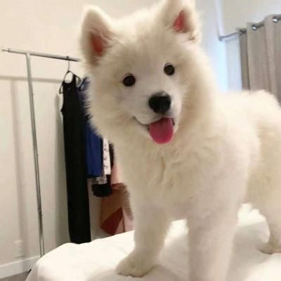 微信狗狗头像
