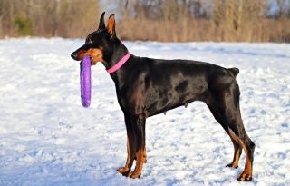 杜宾,狗,环,由,雪,聪明,家畜,犬组成