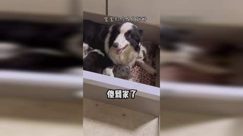 我在自己从小养大的狗的脸上看到了独属于母亲的笑容