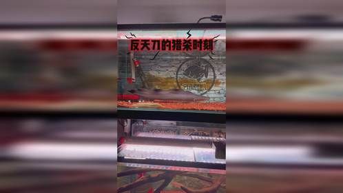 水中液压钳到啦！这条的性格居然如此……猥琐……