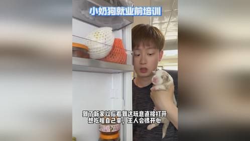 小奶狗就业培训～