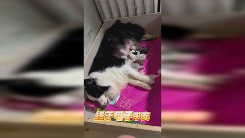 奥利奥成功生产七个葫芦娃！母子平安！