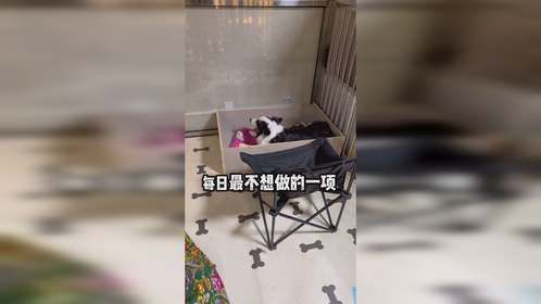 给奥利奥伺候月子真是走了真.狗屎运了呢～