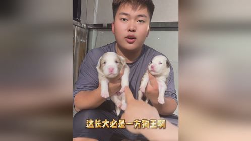 留下一只的话……你们选择老四还是老七？