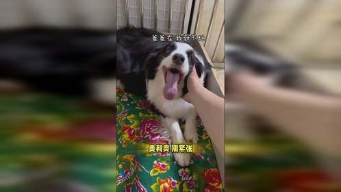 奥利奥：离别俩月，回归之我在王小怪家生小狗！