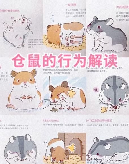 仓鼠养成手册-仓鼠养成记下载