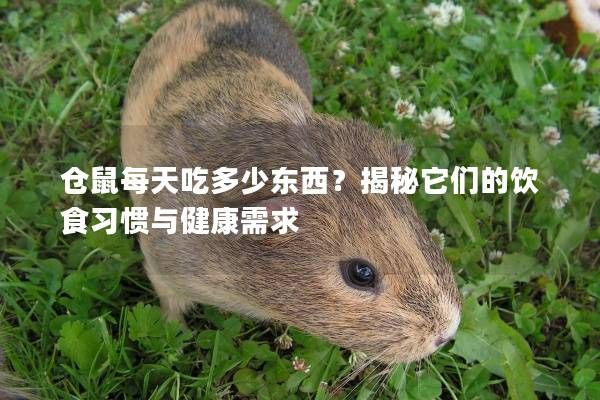 仓鼠每天吃多少东西？揭秘它们的饮食习惯与健康需求