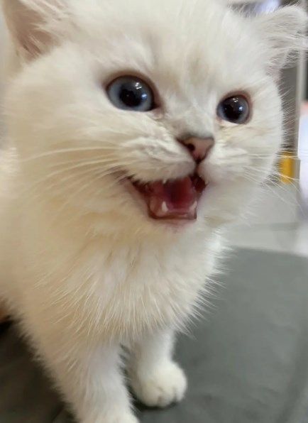 猫咪社区2024最新版2024