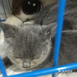 宠物小猫绝育,守护爱宠与社区和谐。
