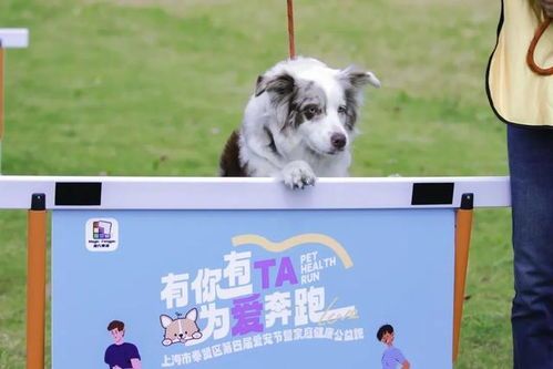 宠物小猫绝育,守护爱宠与社区和谐。