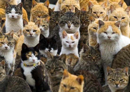 日本“猫岛”上猫比人多吸引大批游客慕名看猫（图）