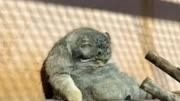 可爱的小猫咪#兔狲 #动物救