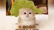 盘点那些呆萌可爱的小猫咪