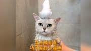 盘点那些乖巧可爱的小猫咪