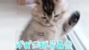 动漫小猫咪日常治愈人心分享可爱瞬间