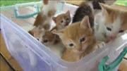 可爱的小猫咪