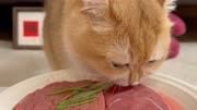 可爱的小猫咪,猫猫的事情你少管