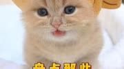 盘点那些可爱的小猫咪
