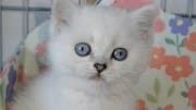 这么可爱的小猫咪,怎么可以没有自己的公主床呢?