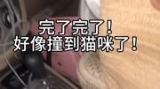 对不起大家,撞到了那么可爱的小猫咪