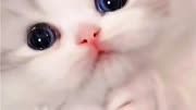 谁能拒绝可爱的小猫咪?