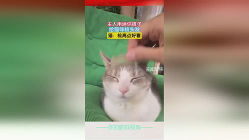 主人用迷你梳子，给猫咪梳头发，猫：梳高点好看