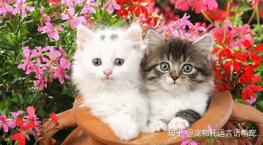 “猫咪乐园:宠物生活圈iOS版”