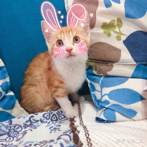 猫咪乐园,你了解多少?
