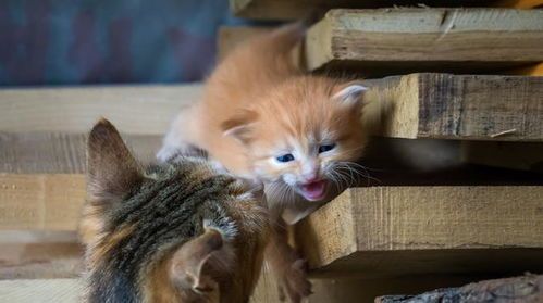 猫咪乐园,你了解多少?