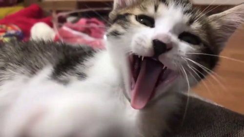 猫咪乐园，趣味生活点滴