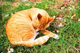 猫咪乐园，趣味生活点滴
