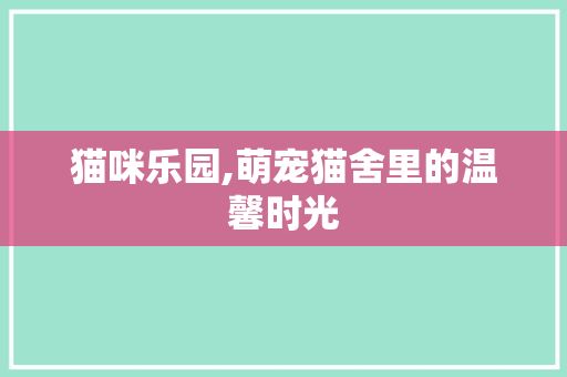 猫咪乐园,萌宠猫舍里的温馨时光